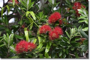 Pohutukawa - ein neuseeländischer Weihnachtsbaum